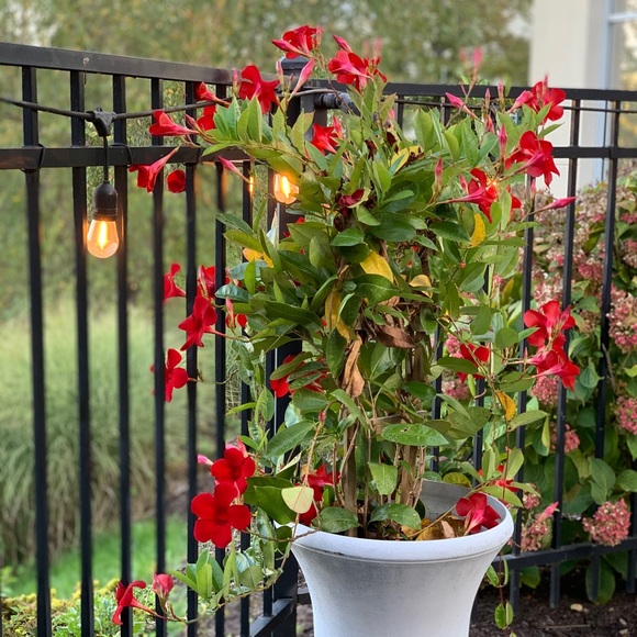 Meet your Posher, Elizabeth - Picture 3 of 3